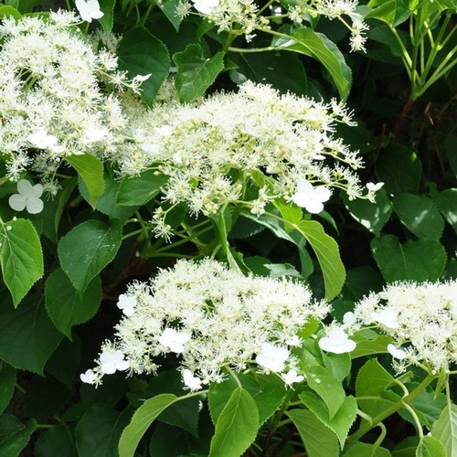 Climbing hydrangea in 9cm - 2,