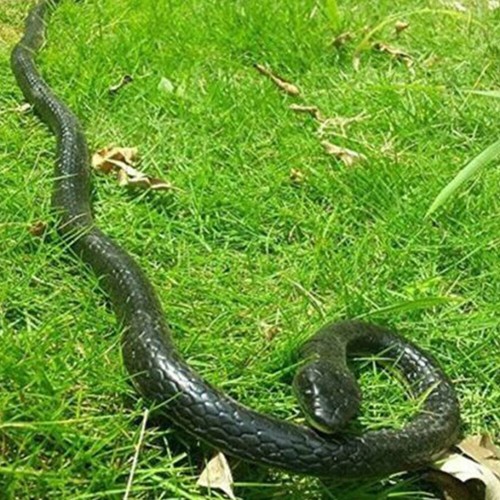 Fake realistic snake lifelike - realistic,
