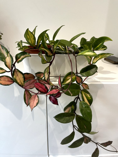Hoya carnosa tricolour - carnosa, plant