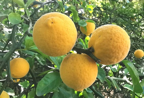 Hardy lemon japanese - hardy, lemon,