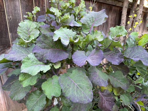 Purple tree collards kale - purple,