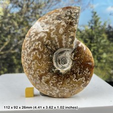 Large polished fossilised