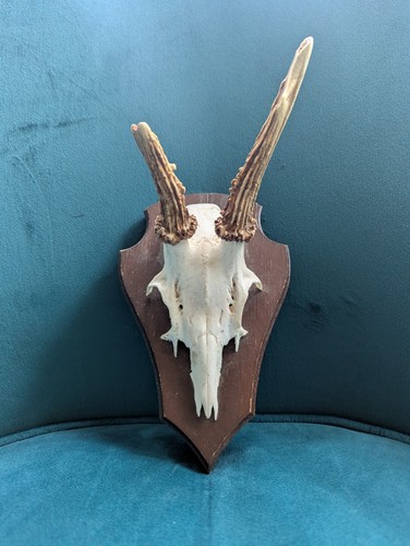Roe deer skull antlers - roe, trophy