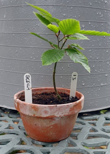 Starter bonsai collection - starter,