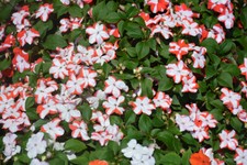 BUSY LIZZY IMPATIENS ACCENT PREMIUM ORANGE STAR 100 SEEDS