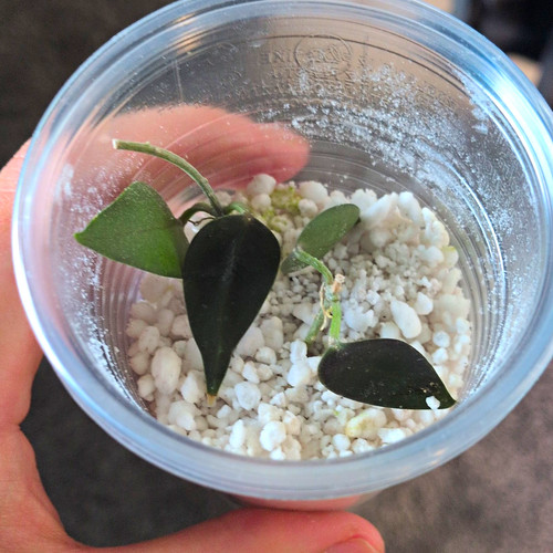 Hoya carrii two - carrii,,