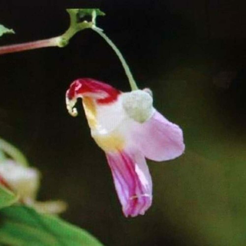 Seeds parrot orchid - 10, of