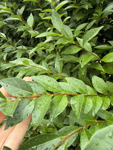 Leaf stick insect food - leaf/stick, food-