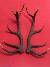 PAIR OF RED DEER ANTLERS 1.9kg.   approx. 72cm.