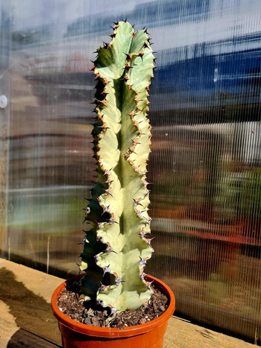 Euphorbia ingens variegated - euphorbia, |