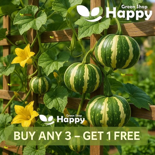 Gourd flat striped - striped,