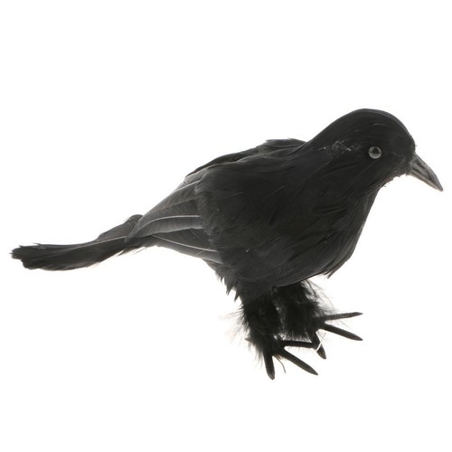 Black feathered small crows - small,