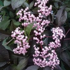 Sambucus Nigra Black Beauty Elder Elderberry Hardy Flowers Shrub Multiple Sizes