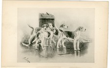 FOXHOUND RARE 1897 ANTIQUE DOG