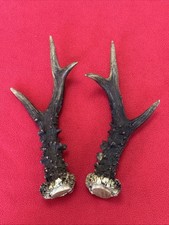PAIR OF ROE DEER ANTLERS 
