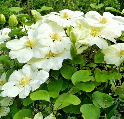 Clematis gurnsey creamin - clematis,