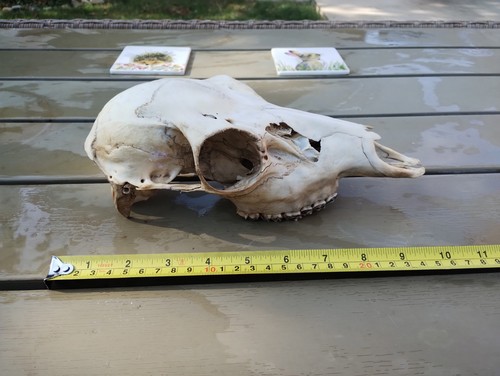 Fallow deer bones for - fallow,