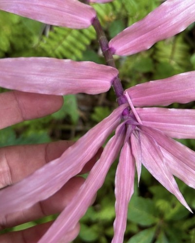 Rare pink wandering - rare, jew