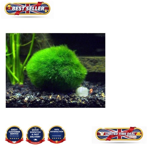 Giant 5 inch marimo - 2, 1.5-2.5