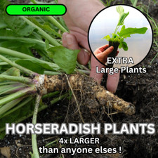 Horseradish Plants PACK x2 Roots Armoracia plug deep root pot herb vegetable