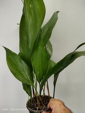 Aspidistra Elatior 'HOSHI ZORA' Cast iron plant Rare Aspidistra