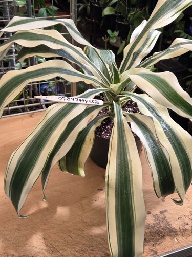 Dracaena pure white - pure,
