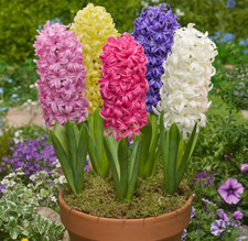 Prepared Hyacinth Bulbs Indoor