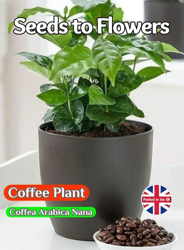Coffee seeds coffea arabica - -,