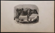 1860 - Cow Of West-Highland - engraving antique & Cattle - Scotland