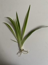 1 Spider Plant ,variegated