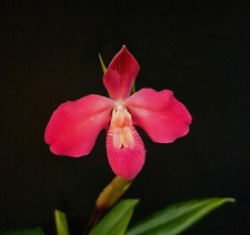 Rare Phragmipedium Fritz Schomburg. In Bloom. Sequential Flower Spike.