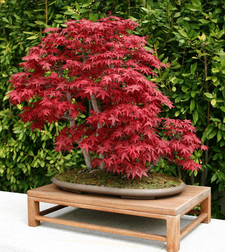 Bonsai acer palmatum - palmatum, 100
