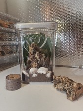 Arboreal Tarantula/jumping