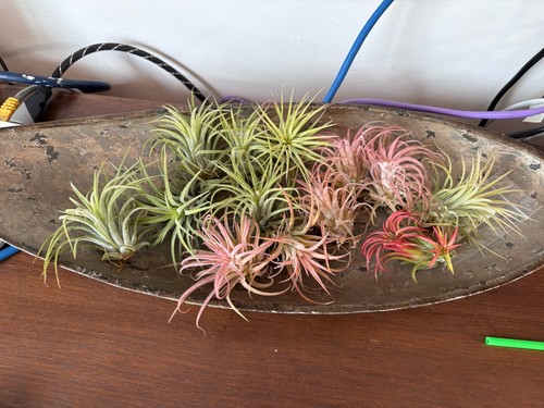 Tillandsia air plants - air,