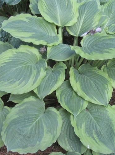 Hosta key lime - key, pie
