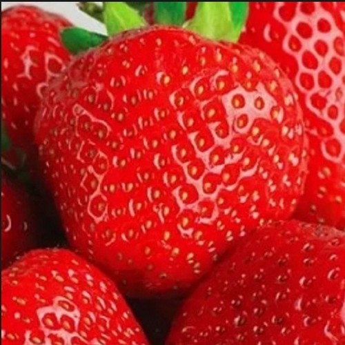 Strawberry cambridge - strawberry, 'cambridge