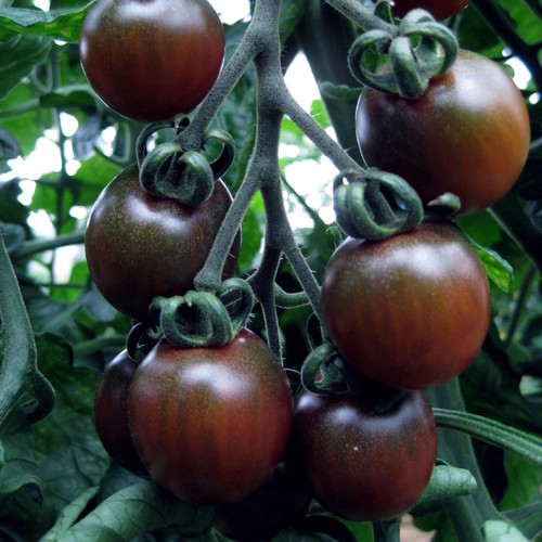 Tomato black opal - tomato, –