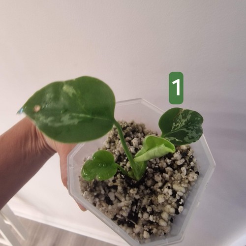 Monstera bulbasaur choose - bulbasaur, –