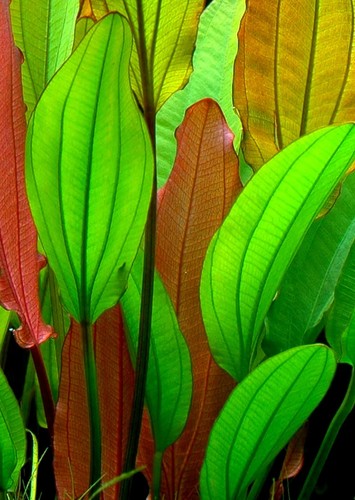 Echinodorus red diamond amazon - diamond,