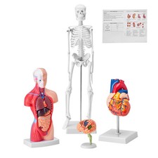 Uimoso Human Anatomy Models