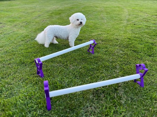 Set dog agility - of,