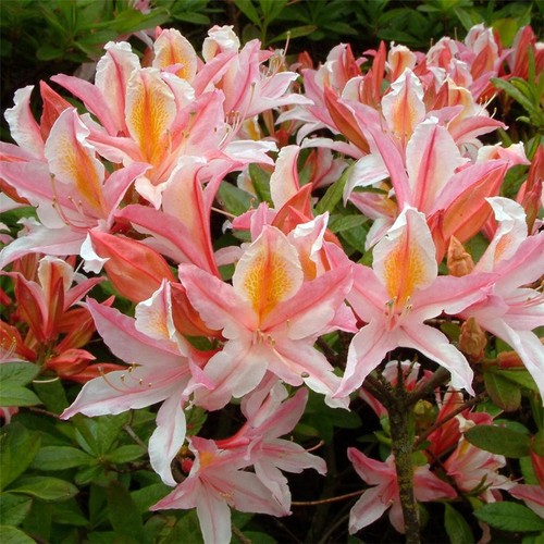 Rhododendron irene koster - rhododendron, in