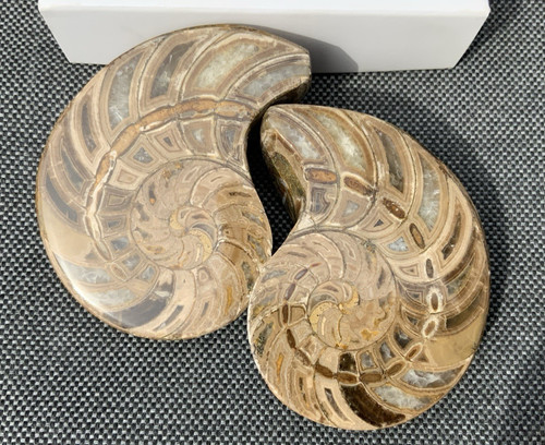 Polished nautilus pair display - polished,