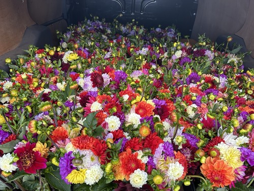 Dahlia tubers avoids - 4x, (avoids
