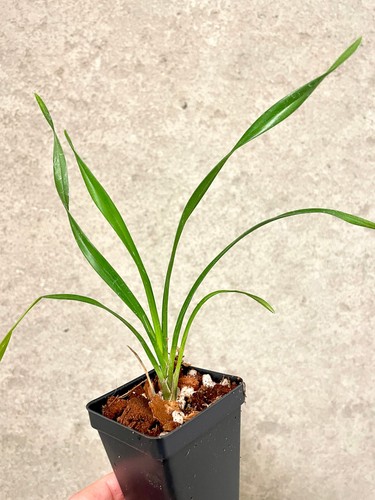 Cymbidium enceladous bright - |,