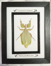 Taxidermy Real Framed Leaf Insect In Black Wooden Frame/entomology New