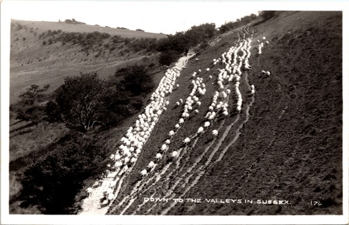 Down the valleys sheep - down,