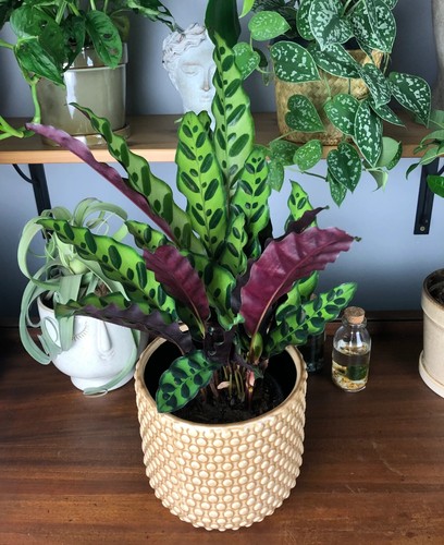 Calathea lancifolia - ,