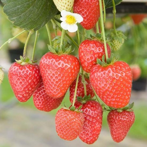 Strawberry buddy bare - 12,