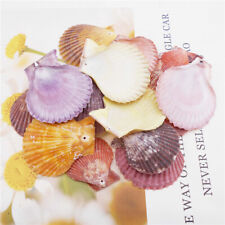 5-pack Bulk Scallop Drilled Fan Shells Seashells For Crafts Art Decor 3 - 6 cm